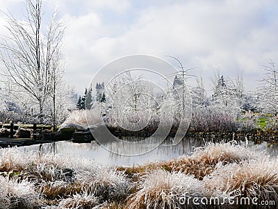 Icy landscape with pond Stock Photo