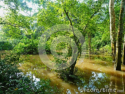 a pond in the grassland at summer Stock Photo