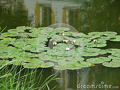 The pond inside the Kremlin of Rostov the Great. Nenuphars. Stock Photo