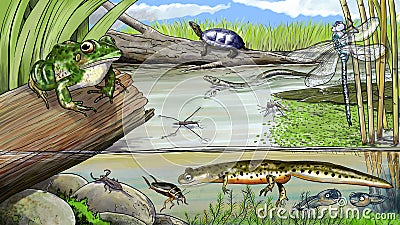 Pond life Cartoon Illustration