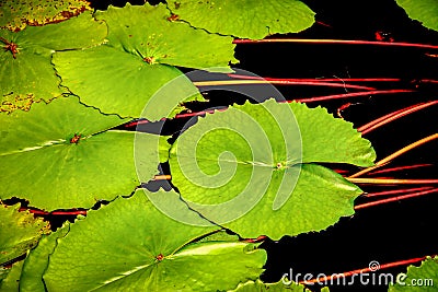 Pond Lilies Stock Photo