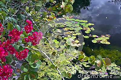 Pond with lilly pads and flowers Stock Photo