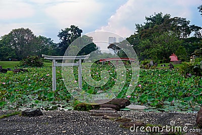 Pond of lotuses in japanese garden Stock Photo