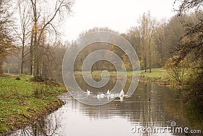 Pond with swans diving in the water for food Stock Photo