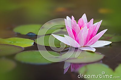 Pond with pink water lily Stock Photo