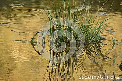 Pond Reflection With Grass Stock Photo