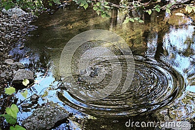 Pond Ripples Stock Photo