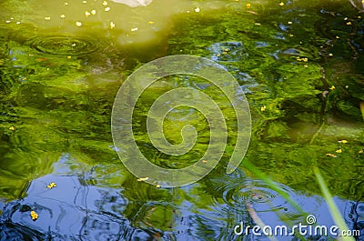 Pond ripples green reflection close up Stock Photo