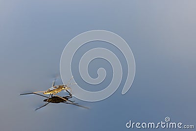 Closeup of pond skater on a blue water Stock Photo