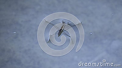 Pond skater or water scooter Stock Photo
