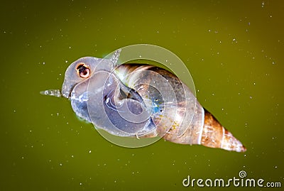 Pond snail Stock Photo