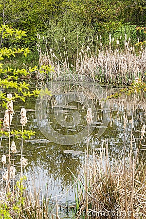 pond surrounded with bulrushes in seed Stock Photo