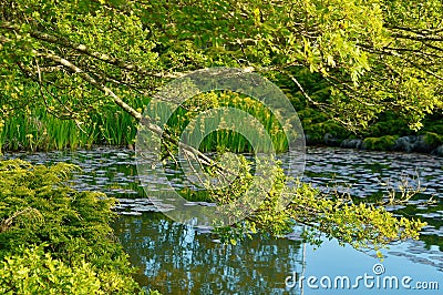 A pond surrounded by trees in spring time Stock Photo