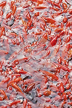 Pond with swarming red Chagoi, Beijing, China Stock Photo