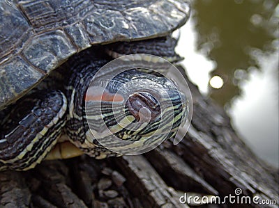 Pond turtle resting on a log near the water tranquility scene Stock Photo