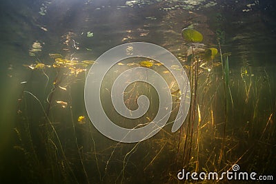 Pond Vegetation and Sunlight Stock Photo