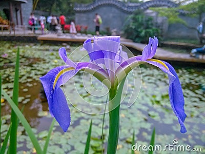 The pond was in full bloom with a beautiful iris. Stock Photo