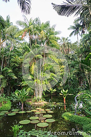 Pond with water lilies and palm trees in Singapore Botanic Gardens Stock Photo