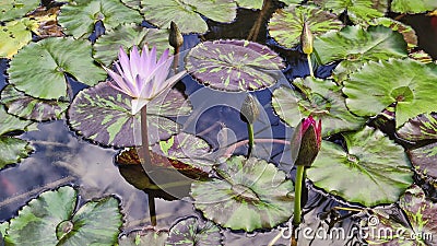 Pond with water lily flowers in the botanical garden of Valencia Stock Photo