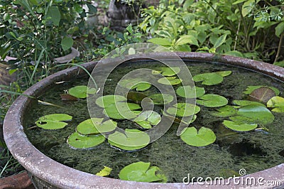 Pond water plant lotus vase jar concept Stock Photo