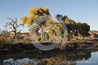 Pond water, USA Stock Photo