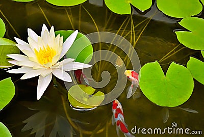 Pond with white waterlily and koi fish. Stock Photo