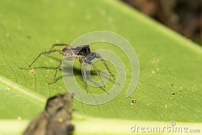 Pond wolf spider Pardosa pseudoannulata Stock Photo