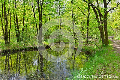 Pond in the woods Stock Photo