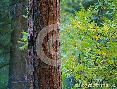 Ponderosa pine along the Holt-Apache Trail, Gila Wilderness, New Mexico Stock Photo