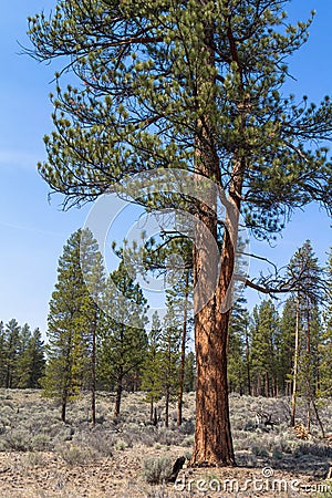 Ponderosa pine Stock Photo