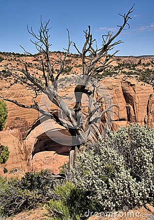 Ponderosa pine, mixed conifer and pinyon-juniper woodland Stock Photo