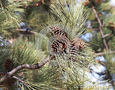 Ponderosa Pine Stock Photo