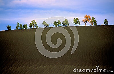 Ponderosa pines on cinder cone, Cinder Hills, Arizona Stock Photo