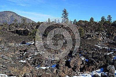 Ponderosa Pines Growing Out of Lava Field Stock Photo