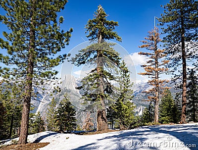 Ponderosa pines, snow and half dome in Yosemite including one dead pine Stock Photo