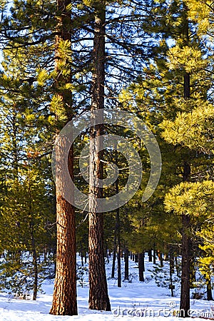 Ponderosa Pines in Winter Stock Photo