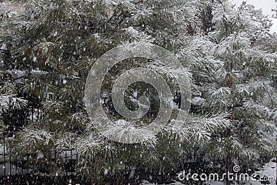 Pondersa Pines being snowed on in the forest area of Prescott Arizona Stock Photo