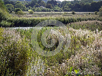 Wetland habitat at Staveley Nature Reserve, North Yorkshire, England Stock Photo