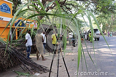 Pongal festival celebration in Pondicherry - harvest festival of South India - India tourism - street vendors selling sugarcane Editorial Stock Photo