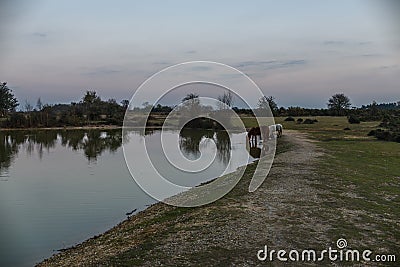 Cadnams pool sunset ponies Stock Photo