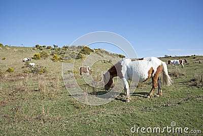 Ponies grazing on moorland England UK Stock Photo