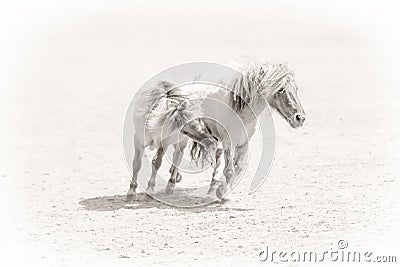 Ponies In Love Stock Photo