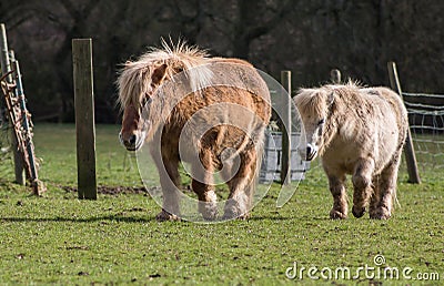 Ponies on the meadow Stock Photo