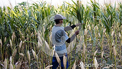 Ponorogo, Indonesia- 16/10/2019: A farmer is harvesting corn using sickle Editorial Stock Photo