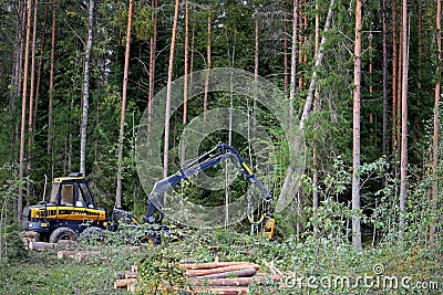 Ponsse Forest Harvester Felling a Large Spruce Tree Editorial Stock Photo