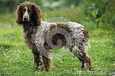 Pont Audemer Spaniel Dog standing on Grass Stock Photo