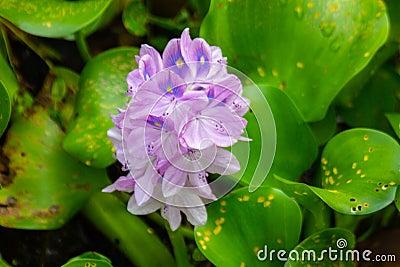 Pontederia crassipes Stock Photo