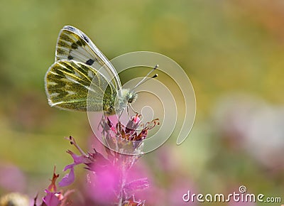 Pontia Callidice 835 Stock Photo