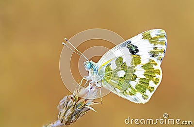 Pontia daplidice , bath white butterfly Stock Photo