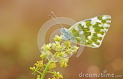 Pontia daplidice , bath white butterfly , butterflies of Iran Stock Photo